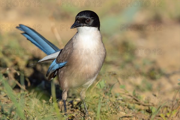 Blue magpie