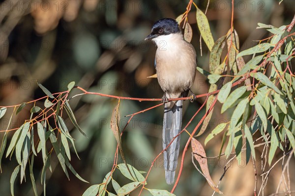 Blue magpie