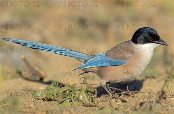 Blue magpie