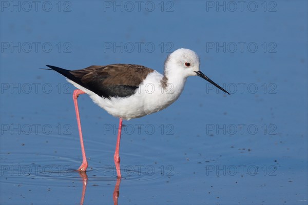 Stilt walker