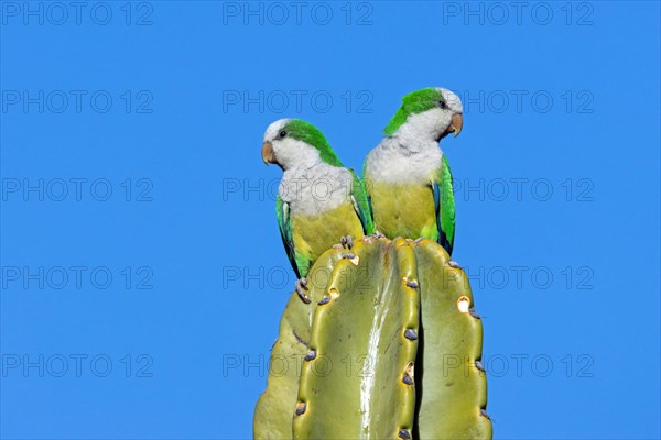 Monk parakeet on cactus