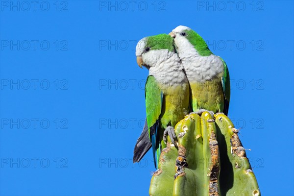 Monk parakeet on cactus