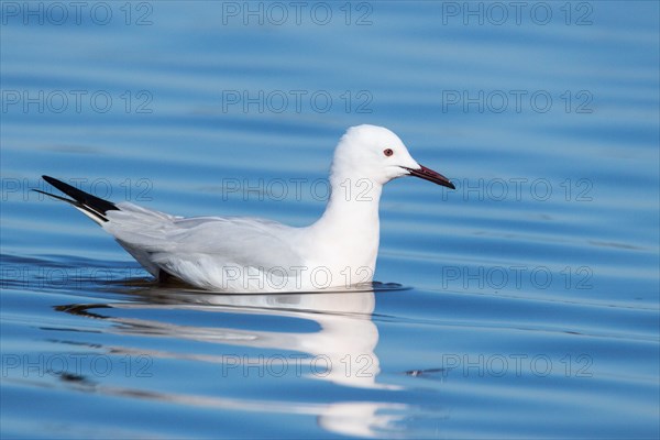 Slender-billed Gull