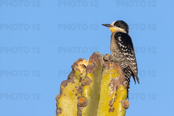 White-fronted woodpecker