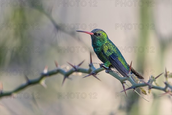 Golden-bellied Emerald Hummingbird