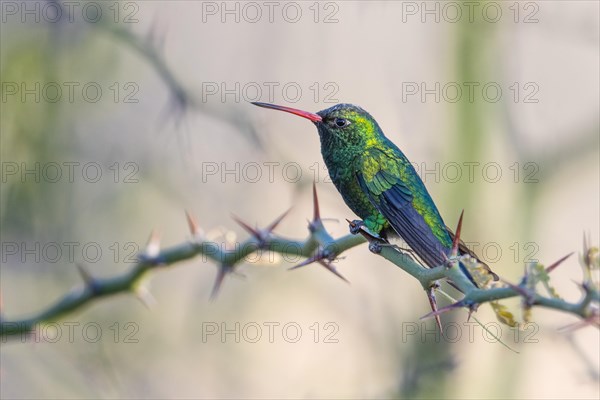 Golden-bellied Emerald Hummingbird