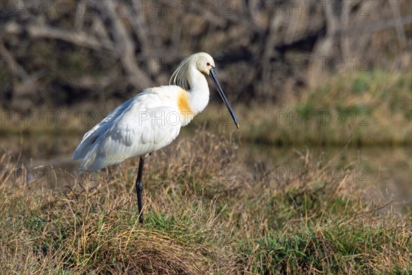 Spoonbill