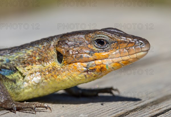 Algerian sand lizard