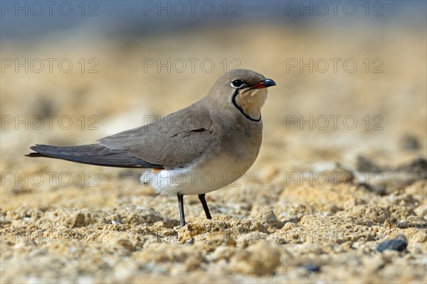 Red-winged Pratincole