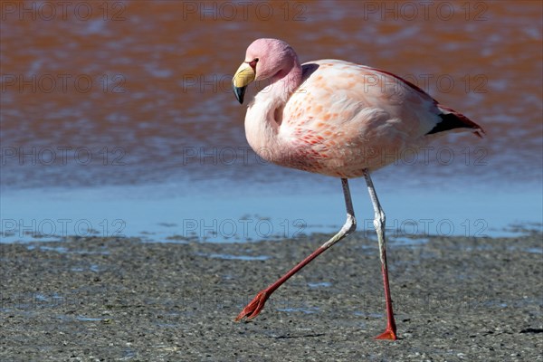 James Flamingo