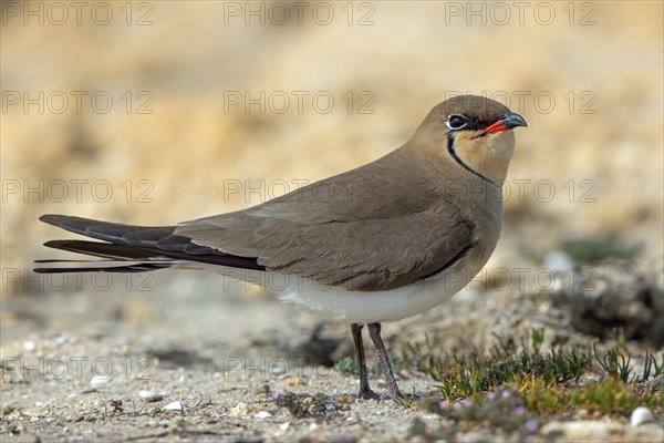 Red-winged Pratincole