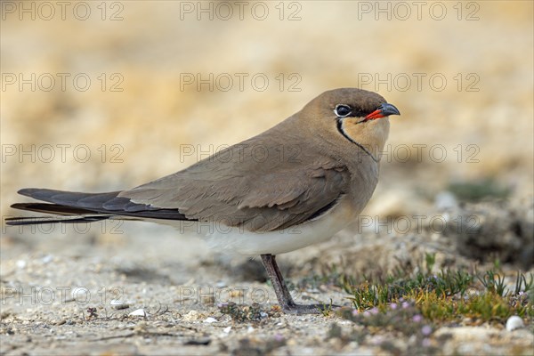 Red-winged Pratincole