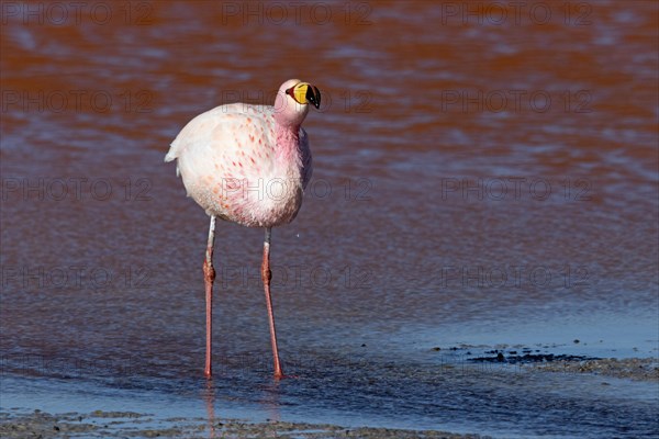 James Flamingo