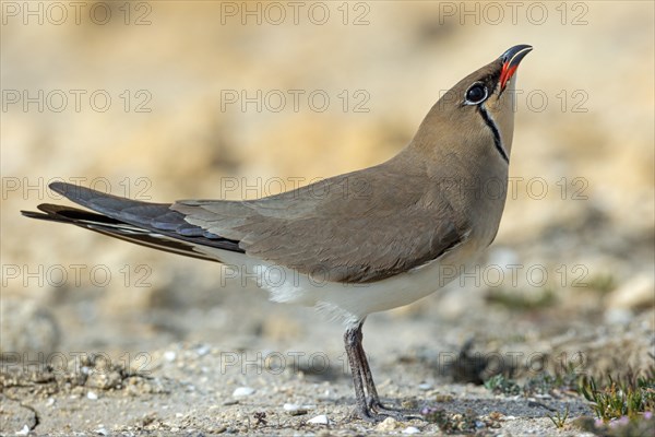 Red-winged Pratincole