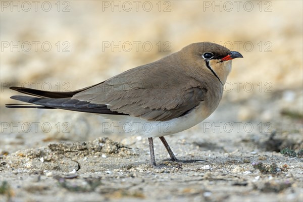 Red-winged Pratincole