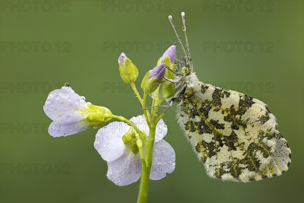 Aurora butterfly on meadowfoam