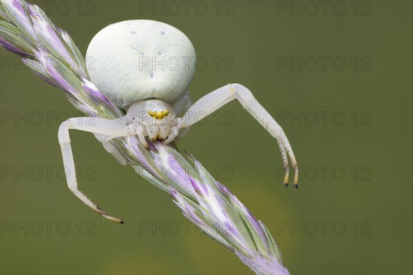 Variable crab spider