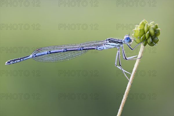 Platycnemididae