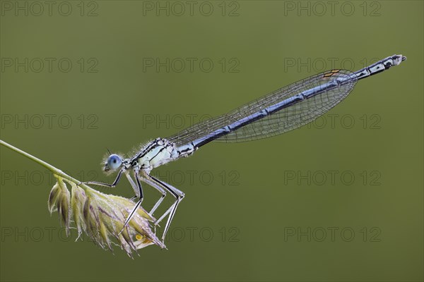 Platycnemididae