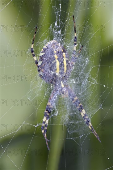 Underside of wasp spider