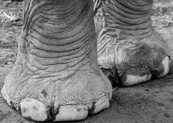 Elephant's feet. They belong to one of the domesticated, captive Asian elephants (Elephas maximus), which carry tourists on elephant jungle tours, elephant safaris, in the Chitwan National Park of Nepal, the UNESCO World Heritage Site. A monochrome, greyscale photograph. Sauraha, Ratnanagar Municipality, Chitwan District, Bagmati Province, Nepal, Asia