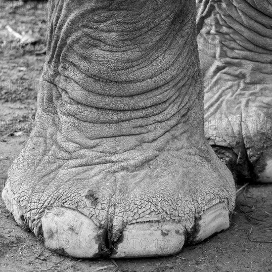 Elephant's foot. It belongs to one of the domesticated, captive Asian elephants (Elephas maximus), which carry tourists on elephant jungle tours, elephant safaris, in the Chitwan National Park of Nepal, the UNESCO World Heritage Site. A monochrome, greyscale photograph. Sauraha, Ratnanagar Municipality, Chitwan District, Bagmati Province, Nepal, Asia