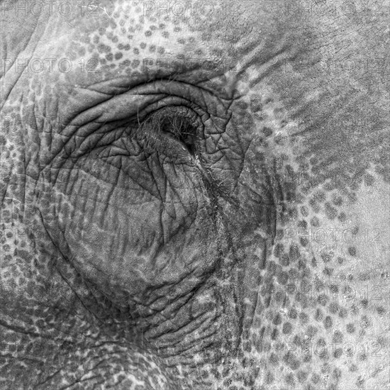 Eye of a captive Asian elephant (Elephas maximus), seen in Sauraha, at the edge of Chitwan National Park, the UNESCO World Heritage Site. A monochrome, greyscale photograph. Ratnanagar Municipality, Chitwan District, Bagmati Province, Nepal, Asia