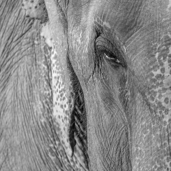 Eye of a captive Asian elephant (Elephas maximus), seen in Sauraha, at the edge of Chitwan National Park, the UNESCO World Heritage Site. A monochrome, greyscale photograph. Ratnanagar Municipality, Chitwan District, Bagmati Province, Nepal, Asia