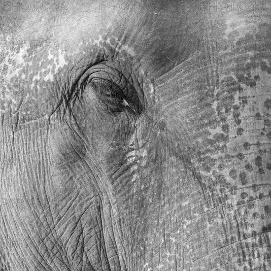 Eye of a captive Asian elephant (Elephas maximus), seen in Sauraha, at the edge of Chitwan National Park, the UNESCO World Heritage Site. A monochrome, greyscale photograph. Ratnanagar Municipality, Chitwan District, Bagmati Province, Nepal, Asia