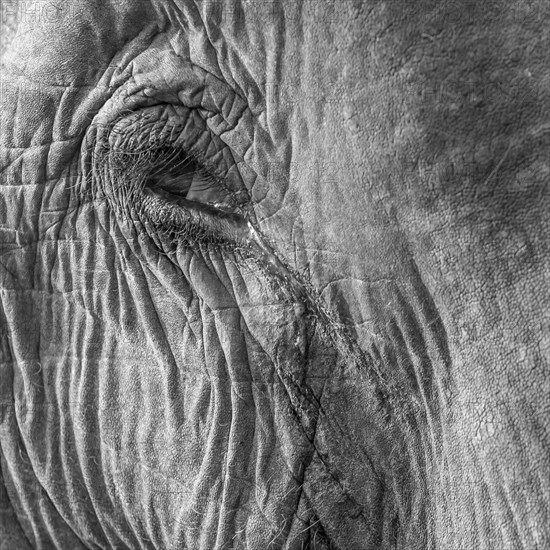 Eye of a captive Asian elephant (Elephas maximus), seen in Sauraha, at the edge of Chitwan National Park, the UNESCO World Heritage Site. A monochrome, greyscale photograph. Ratnanagar Municipality, Chitwan District, Bagmati Province, Nepal, Asia