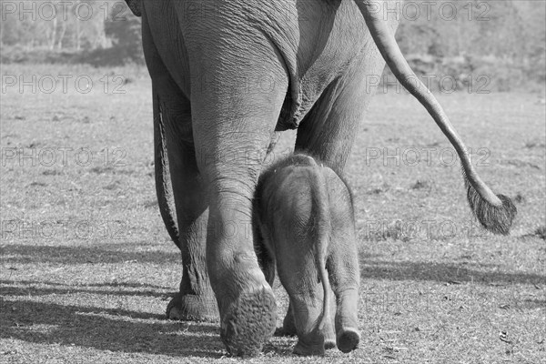 Captive Asian elephant (Elephas maximus) female going for a walk with her calf, seen near the Elephant Breeding Centre in Sauraha, at the edge of Chitwan National Park, the UNESCO World Heritage Site. A monochrome, greyscale photograph shot in January, the winter season. Ratnanagar Municipality, Chitwan District, Bagmati Province, Nepal, Asia