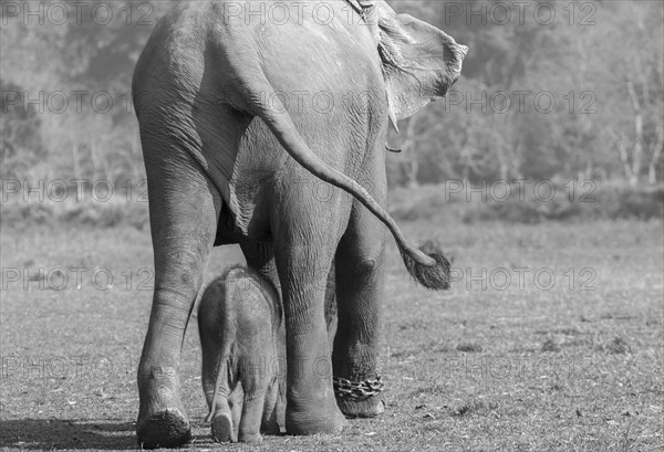 Captive Asian elephant (Elephas maximus) female going for a walk with her calf, seen near the Elephant Breeding Centre in Sauraha, at the edge of Chitwan National Park, the UNESCO World Heritage Site. A monochrome, greyscale photograph shot in January, the winter season. Ratnanagar Municipality, Chitwan District, Bagmati Province, Nepal, Asia