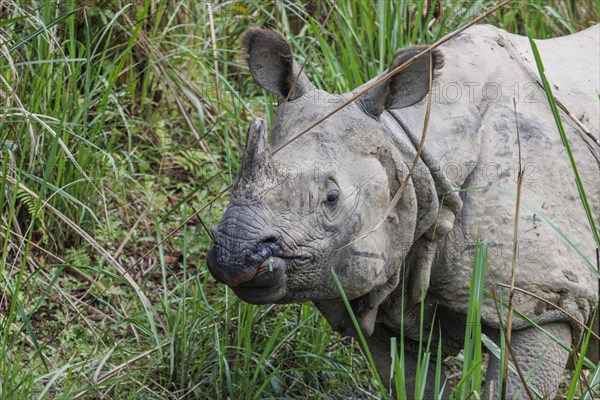 Indian rhinoceros, Rhinoceros unicornis, photographed in the wild, in the Chitwan National Park, the UNESCO World Heritage Site. Chitwan District, Bagmati Province, Nepal, Asia