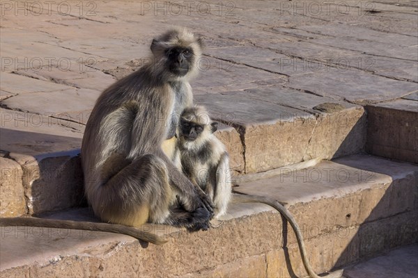 Gray langurs (Semnopithecus entellus), a mother with baby, in the historical monument of Chittorgarh fort, photographed in the warm light of a late afternoon. Rajasthan, India, Asia