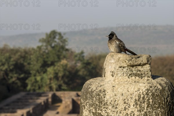 Red-vented Bulbul (Pycnonotus cafer) . Buddhist Monuments at Sanchi, a UNESCO World Heritage Site. Sanchi, Madhya Pradesh, India, Asia