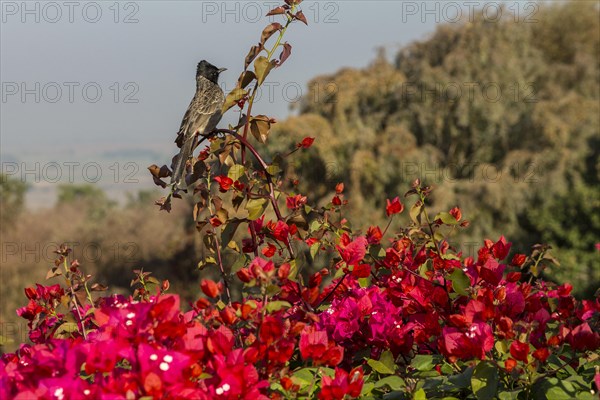 Red-vented Bulbul (Pycnonotus cafer) sitting on a Bougainvillea shrub. Buddhist Monuments at Sanchi, a UNESCO World Heritage Site. Madhya Pradesh, India, Asia