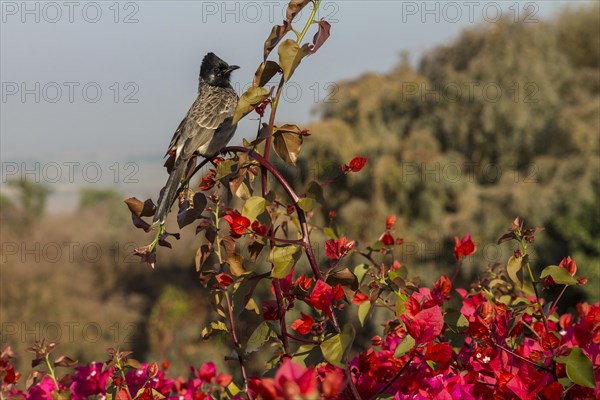 Red-vented Bulbul (Pycnonotus cafer) sitting on a Bougainvillea shrub. Buddhist Monuments at Sanchi, a UNESCO World Heritage Site. Madhya Pradesh, India, Asia