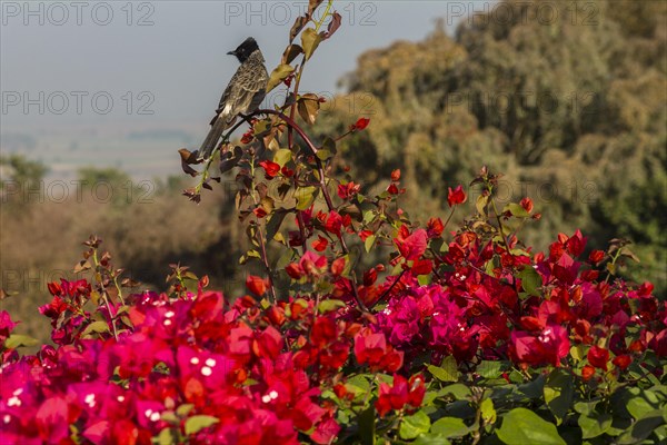 Red-vented Bulbul (Pycnonotus cafer) sitting on a Bougainvillea shrub. Buddhist Monuments at Sanchi, a UNESCO World Heritage Site. Madhya Pradesh, India, Asia