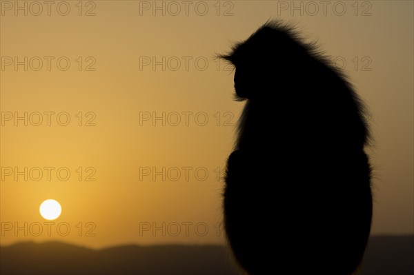 A gray langur (Semnopithecus entellus) monkey watching the sunrise from a hilltop above Pushkar. Rajasthan, India, Asia