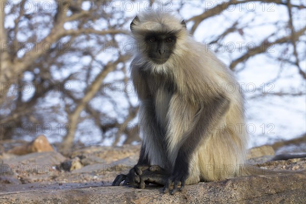 Gray langur (Semnopithecus entellus) monkey photographed in Pushar, in Rajasthan, India, Asia