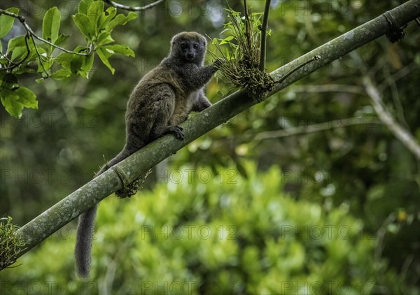 Grey bamboo lemur in the rainforests of Andasibe National Park in eastern Madagascar
