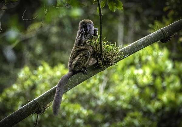 Grey bamboo lemur in the rainforests of Andasibe National Park in eastern Madagascar