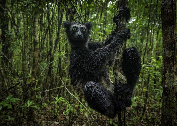 Indri lemur in the rainforests of eastern Madagascar, Madagascar, Africa