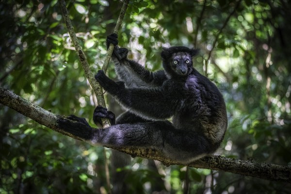 Indri lemur in the rainforests of eastern Madagascar, Madagascar, Africa