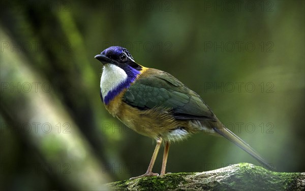 Pitta-Like Ground Roller in the rainforests of eastern Madagascar, Madagascar, Africa