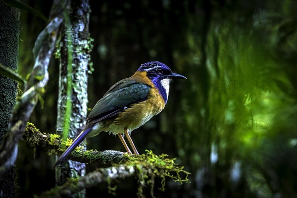 Pitta-Like Ground Roller in the rainforests of eastern Madagascar, Madagascar, Africa