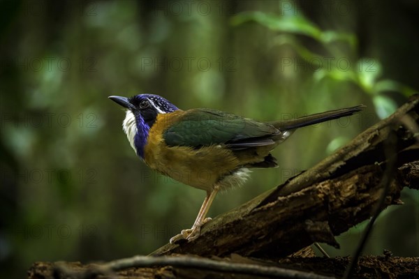 Pitta-Like Ground Roller in the rainforests of eastern Madagascar, Madagascar, Africa