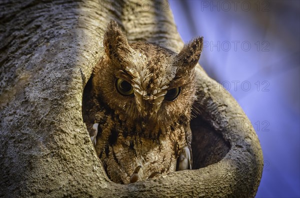 Long-eared owl in the dry forests of western Madagascar