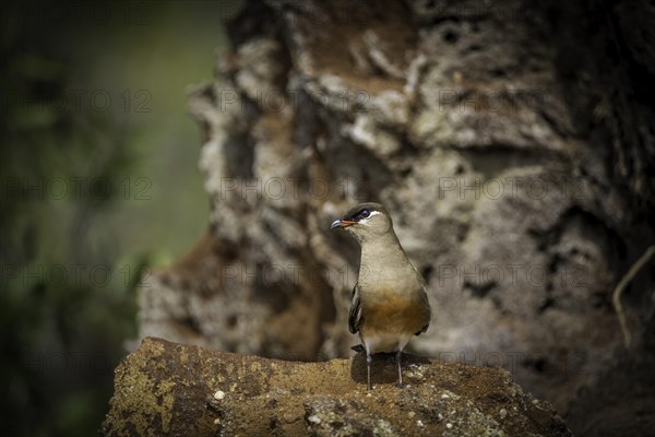 Pratincole at the Canal de Pangalanes on the east coast of Madagascar