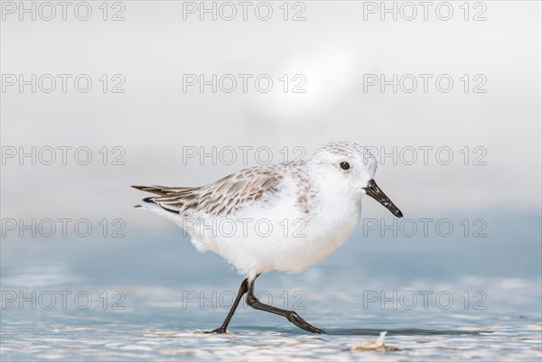 Sanderling (Calidris alba) feeding in shallow waters with gentle waves on the beach, Andernos-les-Bains, France, Europe